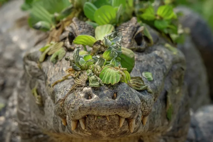Framed Print : Yacare caiman (Caiman yacare) covered in aquatic plants, head portrait, Transpantaneira, Pantanal, Mato Grosso, Brazil Framed Print : Yacare caiman (Caiman yacare) covered in aquatic plants, head portrait, Transpantaneira, Pantanal, Mato Grosso, Brazil