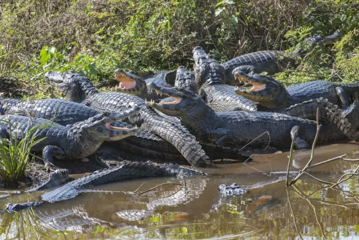 Framed Print : Yacare caiman (Caiman yacare) group basking, mouths open to keep cool Framed Print : Yacare caiman (Caiman yacare) group basking, mouths open to keep cool
