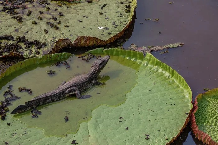 Framed Print : Yacare caiman (Caiman yacare) resting on Giant water lily (Victoria amazonica), Pantanal, Brazil Framed Print : Yacare caiman (Caiman yacare) resting on Giant water lily (Victoria amazonica), Pantanal, Brazil