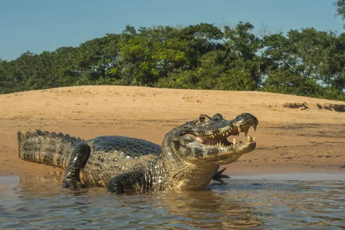 Framed Print : Yacare caiman (Caiman yacare) on river bank, Cuiaba River, Pantanal Matogrossense National Park