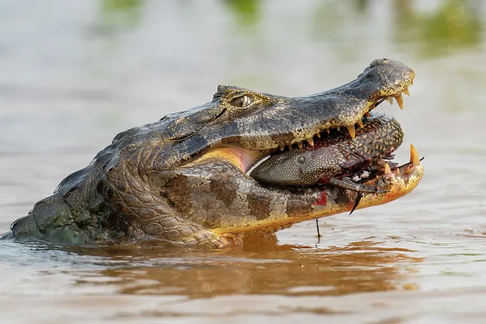 Framed Print : Yacare caiman (Caiman yacare) in river swallowing Snow pleaco, (Pterygoplichthys anisitsi) prey, Rio Cuiaba, Pantanal, Mato Grosso, Brazil