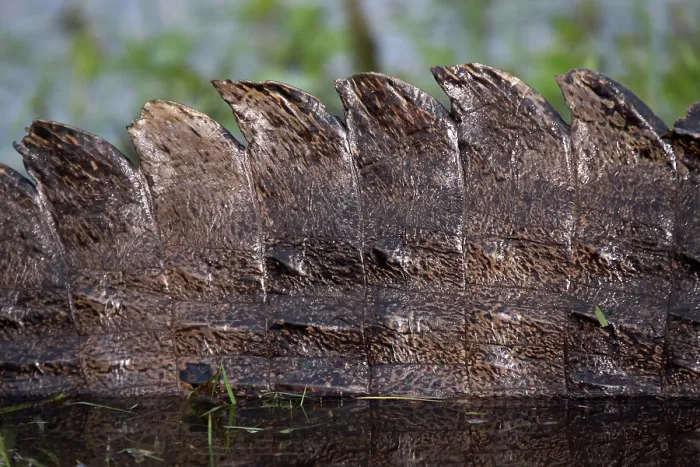 Framed Print : Yacare (Caiman yacare) skin detail, Ibera Wetlands Provincial Nature Reserve, Corrientes, Argentina Framed Print : Yacare (Caiman yacare) skin detail, Ibera Wetlands Provincial Nature Reserve, Corrientes, Argentina