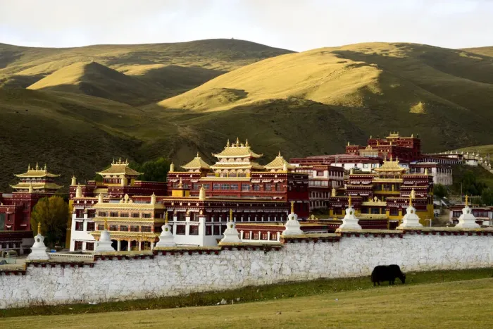 Framed Print : Yak (Bos grunniens) grazing beside wall of Ganden Thubchen Choekhorling Monastery Framed Print : Yak (Bos grunniens) grazing beside wall of Ganden Thubchen Choekhorling Monastery