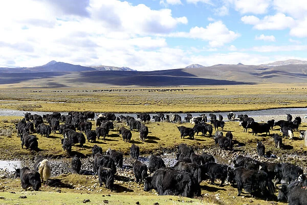 Yak (Bos grunniens) herd on plain beside river, mountains in background