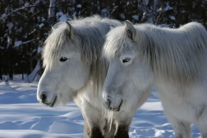 Framed Print : Yakut horses (Equus caballus) standing in snow, Berdigestyakh, Yakutia, East Siberia Framed Print : Yakut horses (Equus caballus) standing in snow, Berdigestyakh, Yakutia, East Siberia