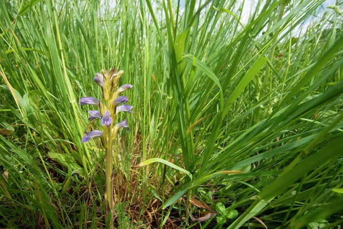Framed Print : Yarrom broomrape (Orobanche purpurea) in flower, Nijmegen, The Netherlands. May Framed Print : Yarrom broomrape (Orobanche purpurea) in flower, Nijmegen, The Netherlands. May