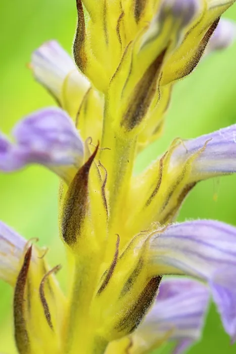Framed Print : Yarrom broomrape (Orobanche purpurea) in flower, Nijmegen, The Netherlands. May Framed Print : Yarrom broomrape (Orobanche purpurea) in flower, Nijmegen, The Netherlands. May
