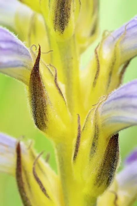 Framed Print : Yarrom broomrape (Orobanche purpurea) in flower, Nijmegen, The Netherlands. May Framed Print : Yarrom broomrape (Orobanche purpurea) in flower, Nijmegen, The Netherlands. May