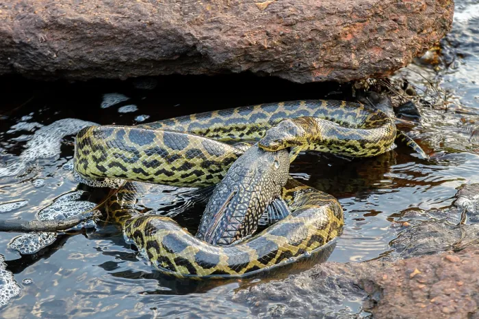 Framed Print : Yellow anaconda (Eunectes notaeus) with fish prey in mouth at river edge, Refugio Ecologico Caiman, Mato Grosso do Sul, Pantanal, Brazil Framed Print : Yellow anaconda (Eunectes notaeus) with fish prey in mouth at river edge, Refugio Ecologico Caiman, Mato Grosso do Sul, Pantanal, Brazil
