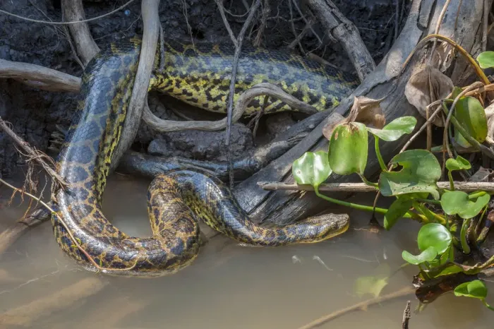 Framed Print : Yellow Anaconda (Eunectes notaeus) in vegetation at the edge of the Paraguay River