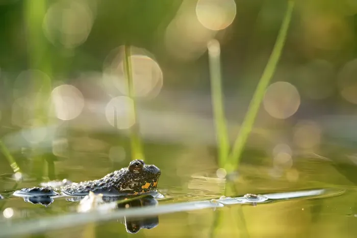 Framed Print : Yellow-bellied toad (Bombina variegata) male in pond, calling, Lucerne, Switzerland. July Framed Print : Yellow-bellied toad (Bombina variegata) male in pond, calling, Lucerne, Switzerland. July