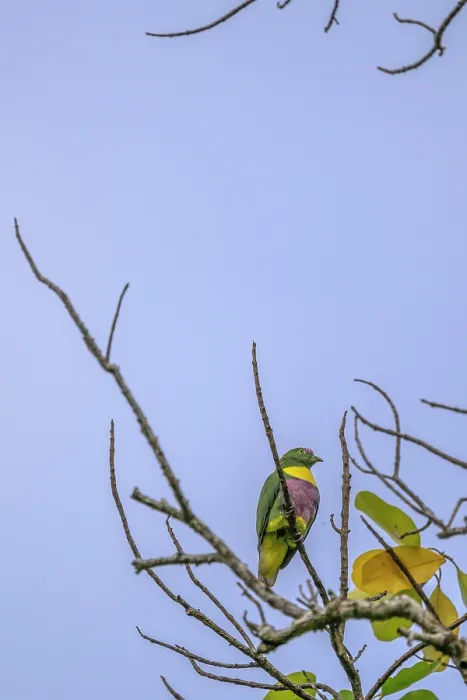 Framed Print : Yellow-bibbed fruit-dove (Ptilinopus solomonensis) perched in tree, Mussau Island, New Ireland Province, Papua New Guinea Framed Print : Yellow-bibbed fruit-dove (Ptilinopus solomonensis) perched in tree, Mussau Island, New Ireland Province, Papua New Guinea