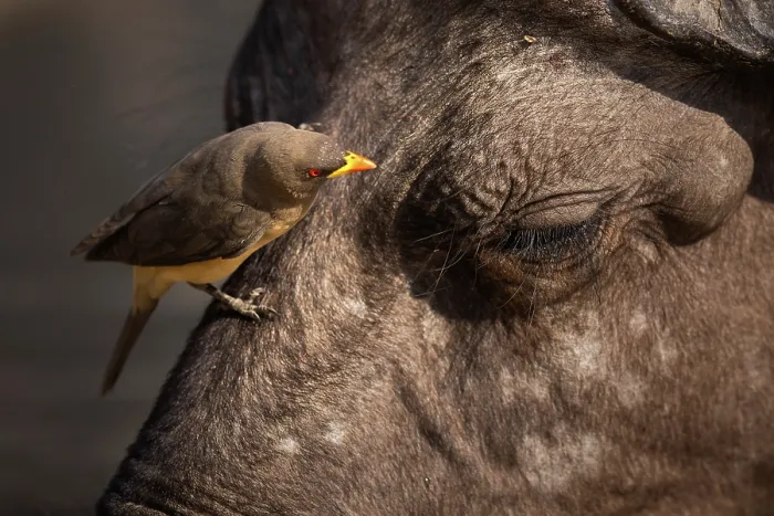 Framed Print : Yellow-billed oxpecker (Buphagus africanus) perched on African buffalo (Syncerus caffer), South Luangwa National Park, Zambia Framed Print : Yellow-billed oxpecker (Buphagus africanus) perched on African buffalo (Syncerus caffer), South Luangwa National Park, Zambia