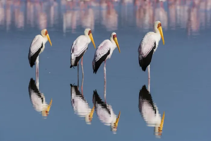 Framed Print : Four Yellow-billed storks (Mycteria ibis) standing in water, Lake Nakuru, Nakuru National Park Framed Print : Four Yellow-billed storks (Mycteria ibis) standing in water, Lake Nakuru, Nakuru National Park