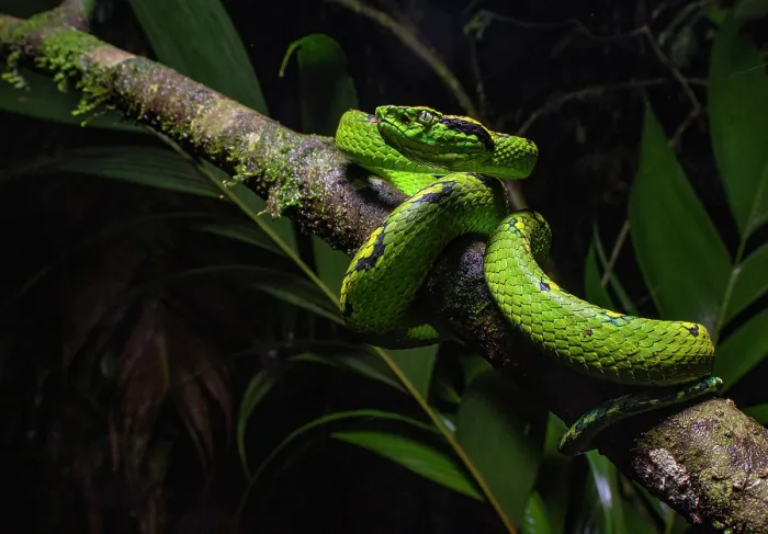 Framed Print : Yellow-blotched palm-pit viper (Bothriechis aurifer) resting on branch in cloudforest at night, Ranchitos del Quetzal Reserve, Baja Verapaz, Guatemala Framed Print : Yellow-blotched palm-pit viper (Bothriechis aurifer) resting on branch in cloudforest at night, Ranchitos del Quetzal Reserve, Baja Verapaz, Guatemala