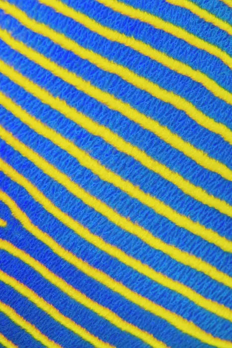 Framed Print : Detail of the yellow and blue stripes of an adult Emperor angelfish (Pomacanthus imperator) on a coral reef. Laamu Atoll, Maldives. Indian Ocean Framed Print : Detail of the yellow and blue stripes of an adult Emperor angelfish (Pomacanthus imperator) on a coral reef. Laamu Atoll, Maldives. Indian Ocean