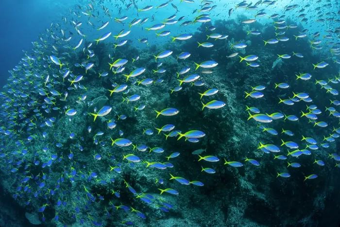 Framed Print : Yellow and blueback fusiliers (Caesio teres) school massing in front of a coral reef, Misool, Raja Ampat, West Papua, Indonesia, Ceram Sea, Pacific Ocean Framed Print : Yellow and blueback fusiliers (Caesio teres) school massing in front of a coral reef, Misool, Raja Ampat, West Papua, Indonesia, Ceram Sea, Pacific Ocean