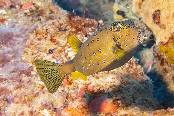 Yellow boxfish (Ostracion cubicus) adult, Yap, Micronesia