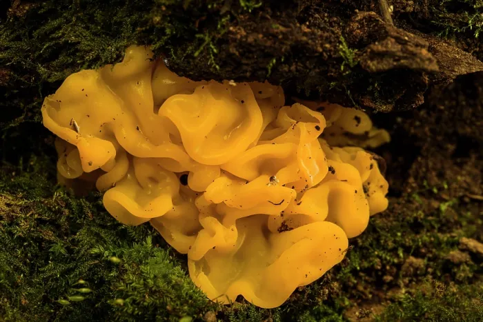 Framed Print : Yellow brain fungus (Tremella mesenterica) growing on a damp, rotten log, Portofino, Genoa, Italy. December Framed Print : Yellow brain fungus (Tremella mesenterica) growing on a damp, rotten log, Portofino, Genoa, Italy. December