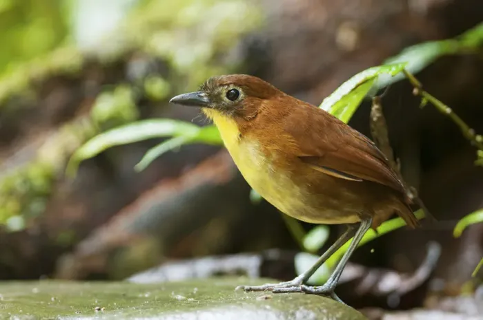 Framed Print : Yellow breasted antipitta (Grallaria flavotincta) Angel Paz reserve, Mindo region