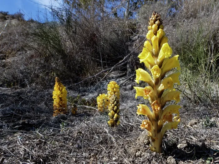 Framed Print : Yellow broomrape (Cistanche phelypaea) in flower, parasitic on Amaranthaceae plants, Yesos de Sorbas Natural Area, Almeria, Spain. March Framed Print : Yellow broomrape (Cistanche phelypaea) in flower, parasitic on Amaranthaceae plants, Yesos de Sorbas Natural Area, Almeria, Spain. March