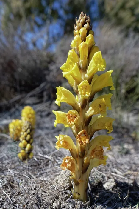 Framed Print : Yellow broomrape (Cistanche phelypaea) in flower, parasitic on Amaranthaceae plants, Yesos de Sorbas Natural Area, Almeria, Spain. March Framed Print : Yellow broomrape (Cistanche phelypaea) in flower, parasitic on Amaranthaceae plants, Yesos de Sorbas Natural Area, Almeria, Spain. March