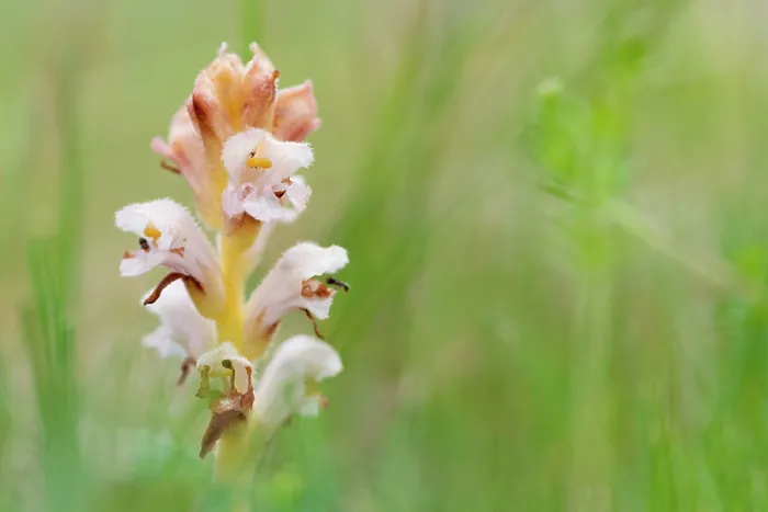 Framed Print : Yellow broomrape (Orobanche lutea) in flower, Nijmegen, The Netherlands. May Framed Print : Yellow broomrape (Orobanche lutea) in flower, Nijmegen, The Netherlands. May