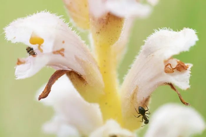 Framed Print : Yellow broomrape (Orobanche lutea) flower, close up, Nijmegen, The Netherlands. May Framed Print : Yellow broomrape (Orobanche lutea) flower, close up, Nijmegen, The Netherlands. May