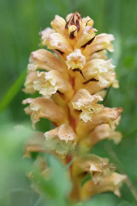Framed Print : Yellow broomrape (Orobanche lutea) in flower, Nijmegen, The Netherlands. May Framed Print : Yellow broomrape (Orobanche lutea) in flower, Nijmegen, The Netherlands. May
