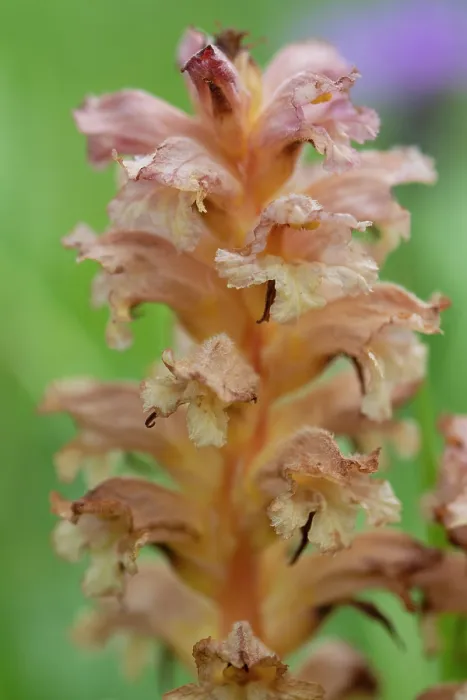 Framed Print : Yellow broomrape (Orobanche lutea) in flower, Nijmegen, The Netherlands. May Framed Print : Yellow broomrape (Orobanche lutea) in flower, Nijmegen, The Netherlands. May