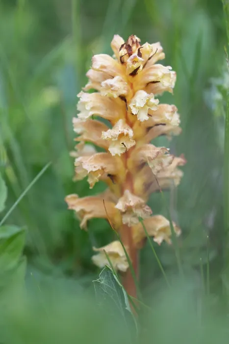 Framed Print : Yellow broomrape (Orobanche lutea) in flower, Nijmegen, The Netherlands. May