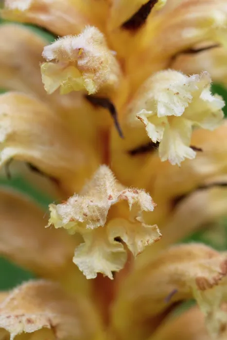 Framed Print : Yellow broomrape (Orobanche lutea) in flower, Nijmegen, The Netherlands. May Framed Print : Yellow broomrape (Orobanche lutea) in flower, Nijmegen, The Netherlands. May