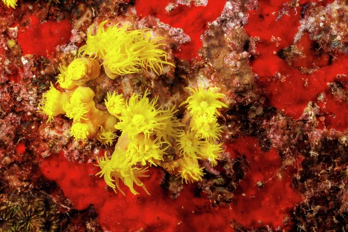 Framed Print : Yellow cave coral (Tubastraea faulkneri) on a reef, Saipan, Mariana Islands, Philippines Sea Framed Print : Yellow cave coral (Tubastraea faulkneri) on a reef, Saipan, Mariana Islands, Philippines Sea