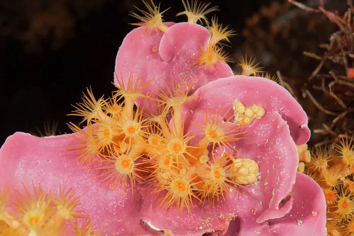 Framed Print : Yellow cluster anemone (Parazoanthus axinellae) on pink hard coral, Ventimiglia, Italy, Ligurian Sea, Mediterranean Sea Framed Print : Yellow cluster anemone (Parazoanthus axinellae) on pink hard coral, Ventimiglia, Italy, Ligurian Sea, Mediterranean Sea