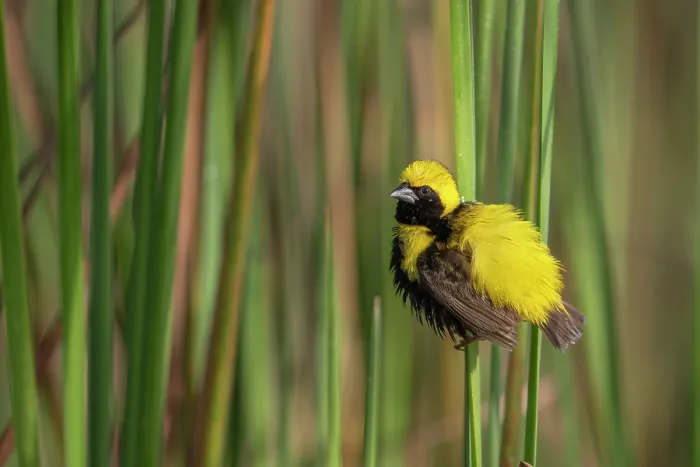 Framed Print : Yellow-crowned bishop (Euplectes afer) male, perched among reeds displaying with backfeathers erected, Allahein river, The Gambia Framed Print : Yellow-crowned bishop (Euplectes afer) male, perched among reeds displaying with backfeathers erected, Allahein river, The Gambia