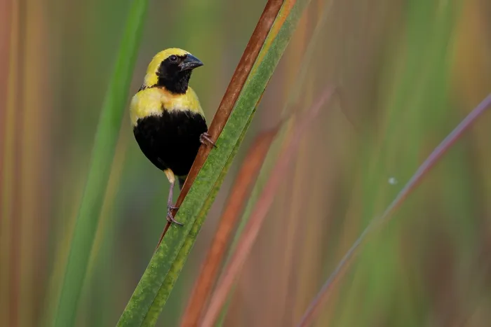 Framed Print : Yellow-crowned bishop (Euplectes afer) perched on reeds, Allahein river, The Gambia Framed Print : Yellow-crowned bishop (Euplectes afer) perched on reeds, Allahein river, The Gambia