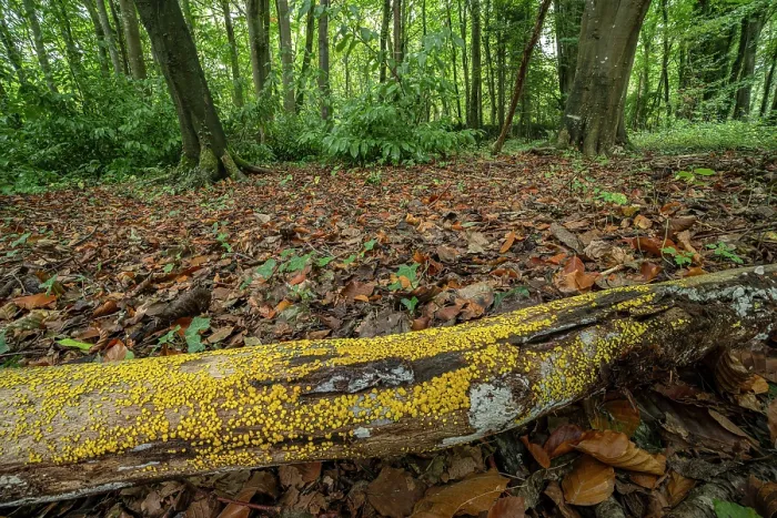 Framed Print : Yellow disco fungus (Bisporella citrina) growing on fallen log in woodland, Loughgall Country Park, County Armagh, Northern Ireland, UK. October Framed Print : Yellow disco fungus (Bisporella citrina) growing on fallen log in woodland, Loughgall Country Park, County Armagh, Northern Ireland, UK. October