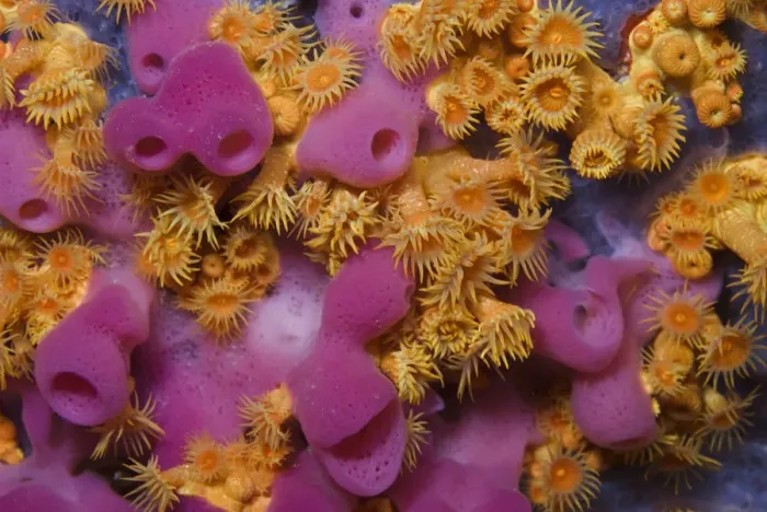Framed Print : Yellow encrusting anemones (Parazoanthus axinellae) and sponge (Haliclona mediterranea) Framed Print : Yellow encrusting anemones (Parazoanthus axinellae) and sponge (Haliclona mediterranea)