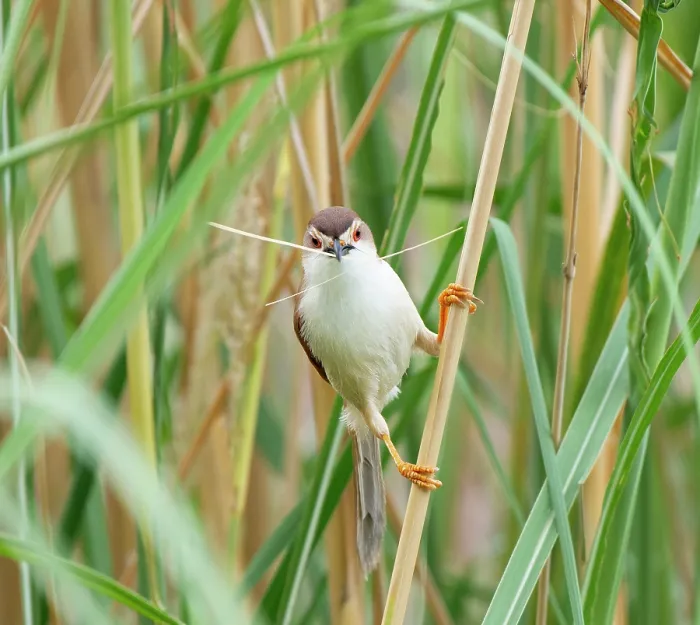 Framed Print : Yellow eyed babbler (Chrysomma sinense) perched on plant stem, Rajasthan, India Framed Print : Yellow eyed babbler (Chrysomma sinense) perched on plant stem, Rajasthan, India