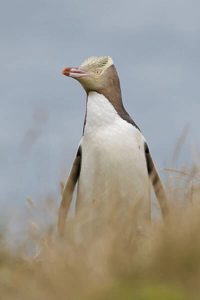 Yellow-eyed penguin (Megadyptes antipodes) standing in grass with the ocean in the background