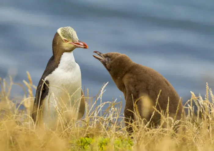 Framed Print : Yellow-eyed Penguin (Megadyptes antipodes) or Hoiho with chick. Katiki Point, Moeraki Framed Print : Yellow-eyed Penguin (Megadyptes antipodes) or Hoiho with chick. Katiki Point, Moeraki