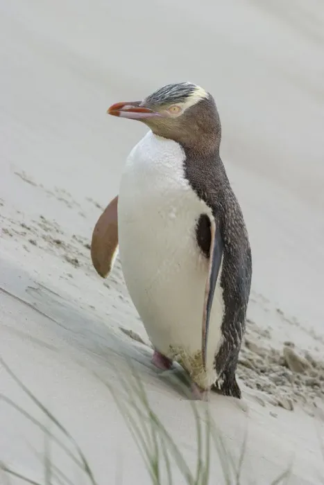Framed Print : Yellow-eyed penguin (Megadyptes antipodes) pausing on the way to nest over sand dune Framed Print : Yellow-eyed penguin (Megadyptes antipodes) pausing on the way to nest over sand dune