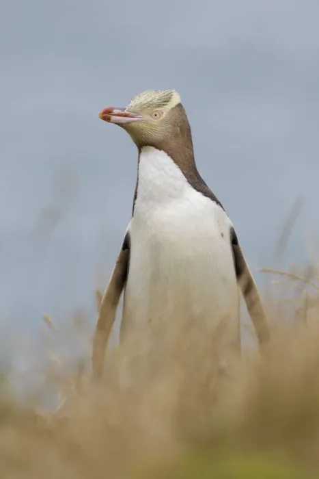 Framed Print : Yellow-eyed penguin (Megadyptes antipodes) standing in grass with the ocean in the background Framed Print : Yellow-eyed penguin (Megadyptes antipodes) standing in grass with the ocean in the background