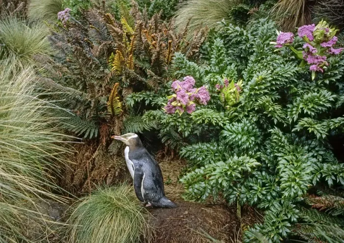 Framed Print : Yellow-eyed Penguin (Megadyptes antipodes) walking to nest amongst ferns and megaherbs Framed Print : Yellow-eyed Penguin (Megadyptes antipodes) walking to nest amongst ferns and megaherbs