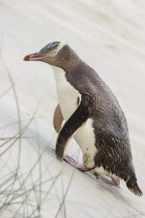 Framed Print : Yellow-eyed penguin (Megadyptes antipodes) walking up a sand dune towards its nest Framed Print : Yellow-eyed penguin (Megadyptes antipodes) walking up a sand dune towards its nest