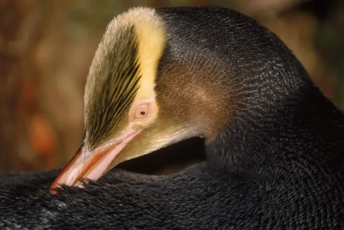 Framed Print : Yellow-eyed penguin preening feathers, Aukland Island, New Zealand Framed Print : Yellow-eyed penguin preening feathers, Aukland Island, New Zealand