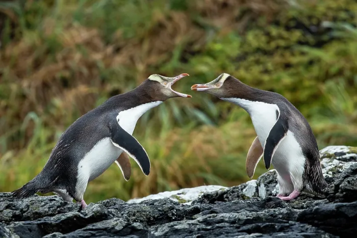 Framed Print : Two Yellow-eyed penguins (Megadyptes antipodes) squabbling, Enderby Island, Auckland Islands Group, New Zealand Sub Antarctic Islands. Endangered Framed Print : Two Yellow-eyed penguins (Megadyptes antipodes) squabbling, Enderby Island, Auckland Islands Group, New Zealand Sub Antarctic Islands. Endangered