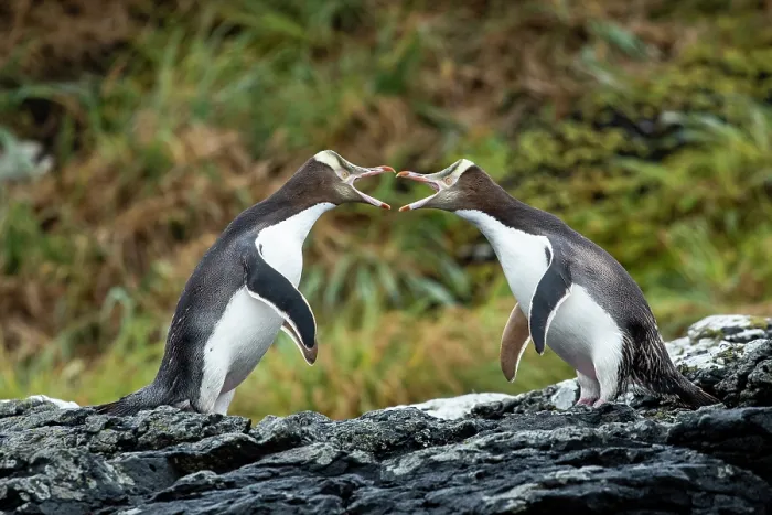 Framed Print : Two Yellow-eyed penguins (Megadyptes antipodes) squabbling, Enderby Island, Auckland Islands Group, New Zealand Sub Antarctic Islands. Endangered Framed Print : Two Yellow-eyed penguins (Megadyptes antipodes) squabbling, Enderby Island, Auckland Islands Group, New Zealand Sub Antarctic Islands. Endangered