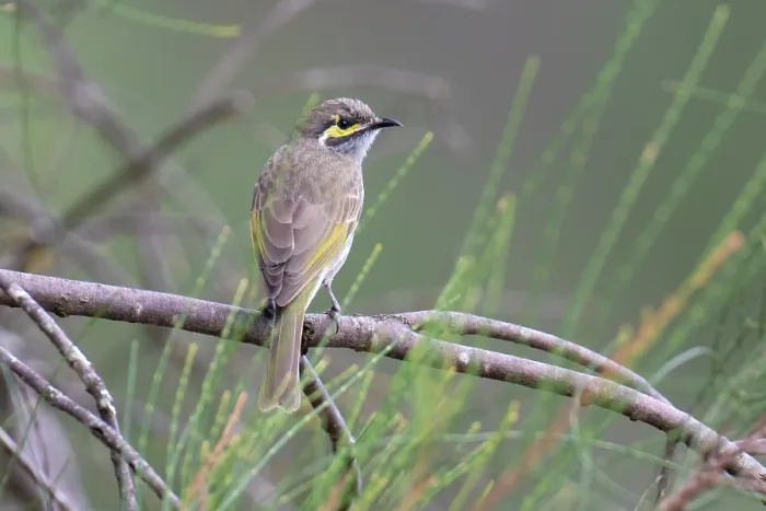 Framed Print : Yellow-faced honeyeater (Lichenostomus chrysops) perched on branch, Inglewood, Queensland, Australia Framed Print : Yellow-faced honeyeater (Lichenostomus chrysops) perched on branch, Inglewood, Queensland, Australia