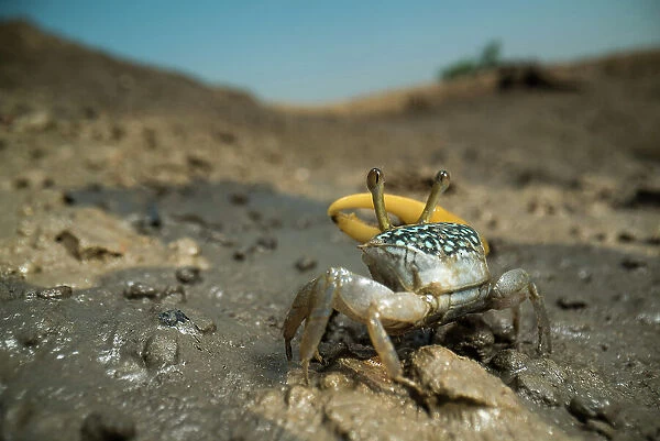 Yellow fiddler crab (Uca sp. ) portrait, Sunderban tiger reserve, West Bengal, India